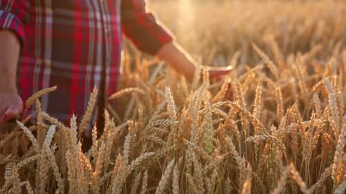 Side view silhouette of a man in hat walking by the field. Farmer in plantation at sunset.