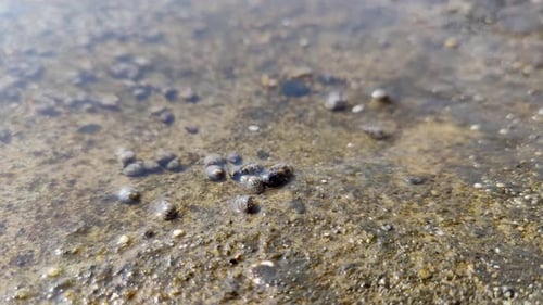 small sea creatures and shells that move, sea water texture background