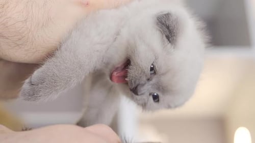 Vertikales Video von niedlichen Kätzchen, die miauen. Kätzchen Scottish Fold-Katze
.