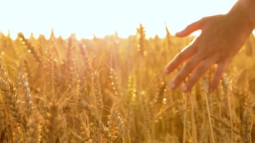 Young woman touches ripe wheat spikelets on a golden cereal field in summer