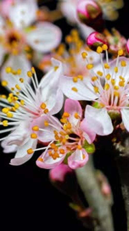Pink Flowers Blooming in Time Lapse Vertical Video