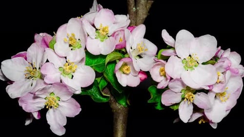 Pink Apple Flowers Blooming in Time Lapse on a Black Background. Spring Tree Blossoms