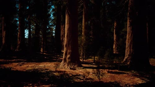 Majestic Sequoia Trees in the Glow of the Setting Sun