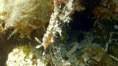 Vibrant Sea Slug Moving Along Coral Reef