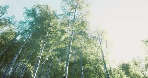 Lush Green Forest Under Bright Sunlight in a Tranquil Setting