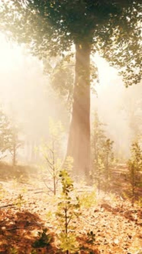Sunbeams Illuminating a Misty Forest Vertical Animation