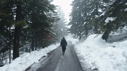 A person walks down a snowy forest path surrounded by tall pine trees on a misty day