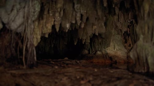 Underground Cave Of a Cenote In The Yucatan Peninsula Of Mexico. Rack Focus Shot