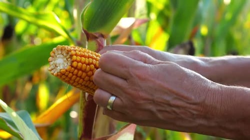 Close Up to Female Hands of a Farmer Examining Ripe Cob of Corn at Green Meadow Adult Arms of