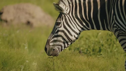 Eine Nahaufnahme eines Zebras, das friedlich in den hohen Gräsern der afrikanischen Savanne nach Nahrung sucht