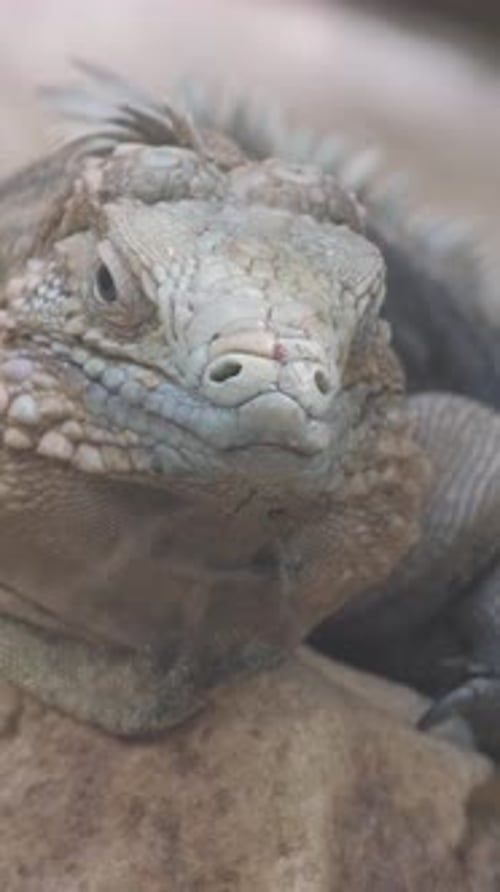 Closeup of Garden Lizard Sitting on Green Plant Vertical Video