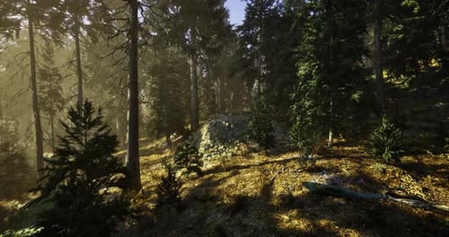 Golden Sunlight Streams Through Tall Trees in a Peaceful Forest