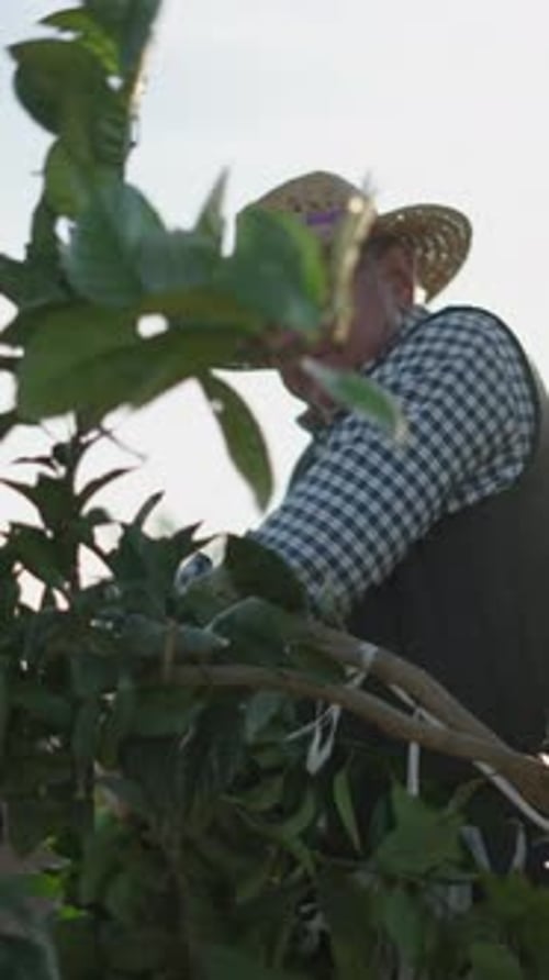 Agricultor espanhol sênior podando laranjeira de seu campo Linda luz do sol ao fundo