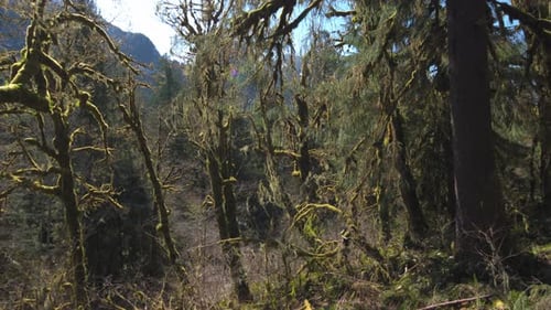 Forest Tree Branches Covered In Green Moss With Colorful Lens Flare