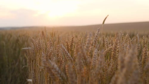 Close-up View of Wheat Stalks in a Field