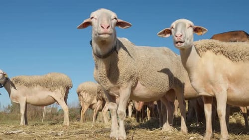 Purebred French Lacaune dairy sheep and ram with ear tags observing the flock.