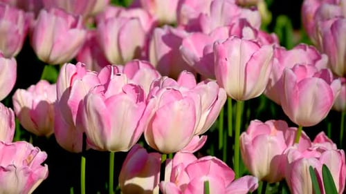 Blooming Tulips in Flower Garden Lisse the Netherlands