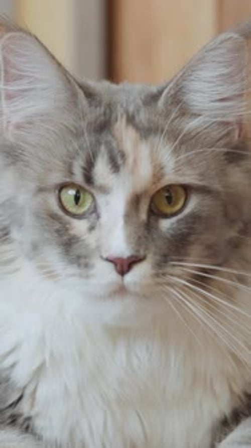 Funny Curious Grey White Maine