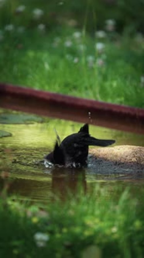 Blackbird Enjoying A Bath In Natural Setting