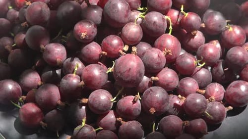 Stachelbeeren in einem Teller auf dem Tisch, Vitamin-Sommerfutter, Beerenernte, rosa Beeren, Hintergrund