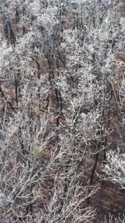 Wunderschöner Winterwald. Luftaufnahme des Winterwaldes mit frostigen Bäumen