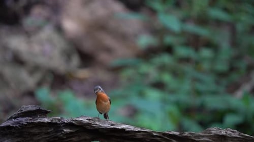 a Javan black-capped babbler bird stands calmly on a wooden branch with its head turned to the right