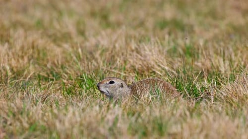 Porträt eines lustigen Gopher, eines kleinen Erdhörnchens oder einer kleinen Suslik Spermophilus Pygmaeus ist ein