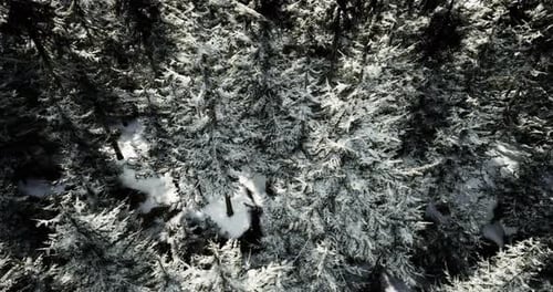 Winter Forest Covered with Snow Creates a Serene Landscape in Nature