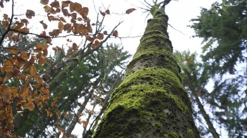 moss covering tree all around reaching out high touching the heavens inside forest cloudy weather mo
