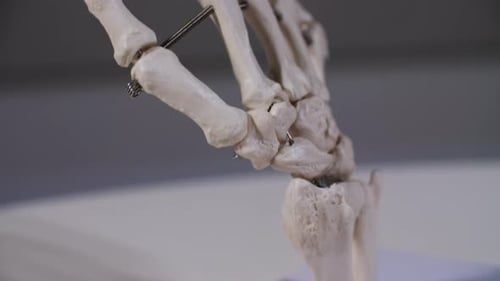 Medical Skeleton Hand Anatomy in Close Up