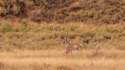 Pronghorn in Yellowstone National Park