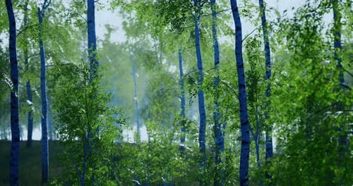 Lush Green Birch Trees in a Serene Forest During Daylight