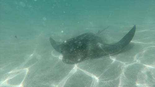 Stingray Swimming Moving the Sand with Its Fins in the Blue Sea of Cathedral Cove New Zealand