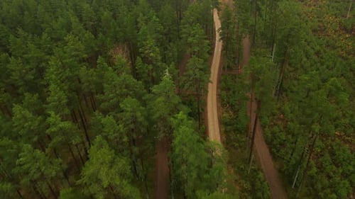 Forest view with road. Aerial view. Flight over pine tree forest in at sunset. Aerial top down view