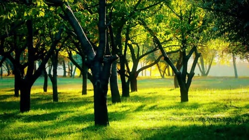 Sunlight Through Autumn Orchard Trees at Sunrise