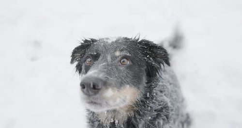 Close Up of Adorable Herding Dog Sitting in Snow