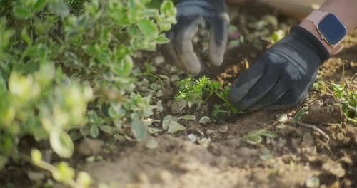 Eine Nahaufnahme des Pflanzens junger Setzlinge und Gemüse im Garten
