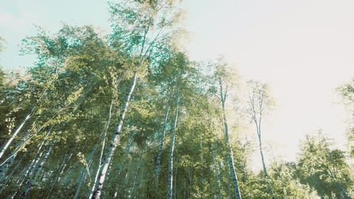Green Birch Forest at Sunset