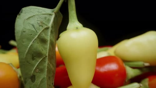 The camera performs a macro zoom on the green rosemary pepper with a leaf, then glides backward.