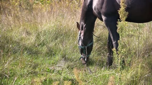 Closeup of a Brown Horse Grazing in Tall Grass Capturing the Texture of Its Mane and Ears Surrounded