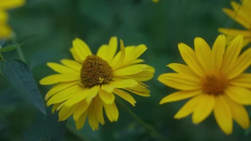 A close-up of the vibrant yellow False Sunflower (Heliopsis), showcasing its bright and cheerful blo