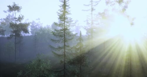 Sunlight Filters Through Misty Forest in Early Morning Hours