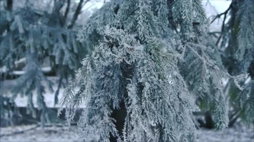 Close up footage turning around ice and snow covered pine tree branch during winter cloudy day time.