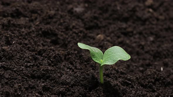Growing Plants Time Lapse Green Vegetables Sprout Slowly Growing From ...