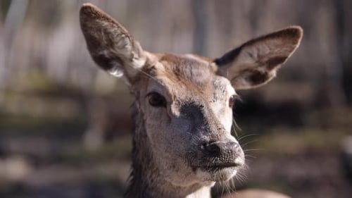 Close Up of a Deer in Natural Habitat