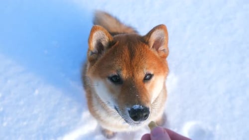 Cute Shiba Inu Dog Receives Treats in Snow