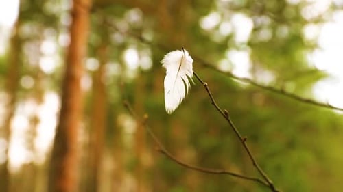 Plume blanche coincée dans une branche d'arbre et ondulant dans le vent. Atmosphère magnifique et relaxante.