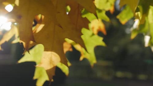 Gelbes und orangefarbenes Herbstlaub, das auf einem Ast schwankt, Tracking Shot