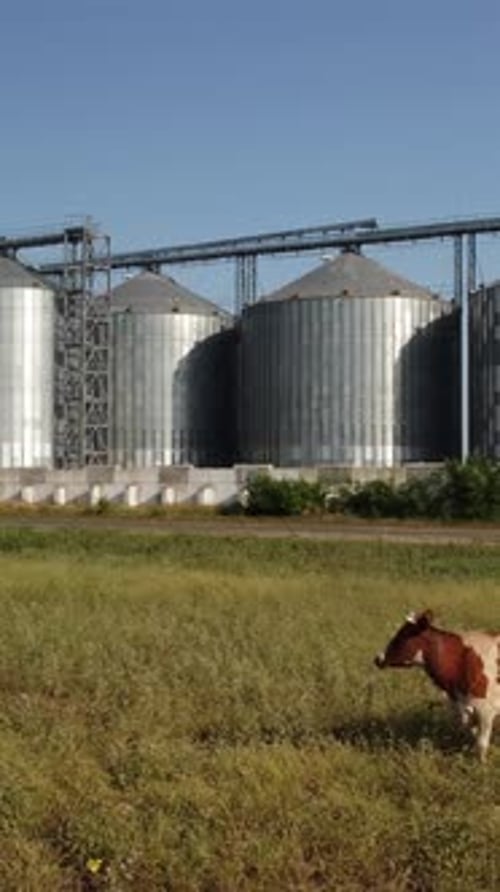 Getreide Elevator Metall Getreidesilo in der landwirtschaftlichen Zone Landwirtschaft Lager für Ernte und Getreide in