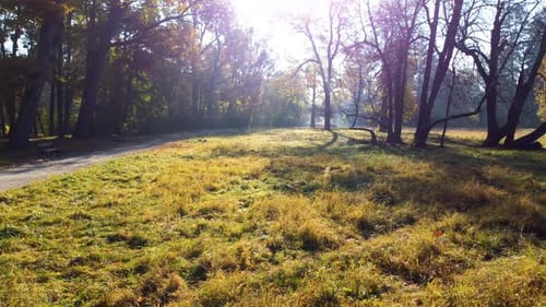 Move Over a Dirt Path a Clearing with Grass and Trees on a Sunny Autumn Day